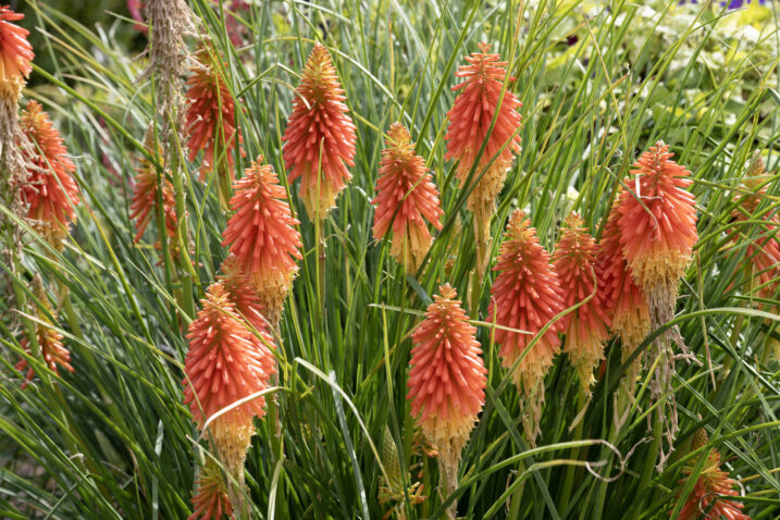 Plamenka, Foto: iStock
