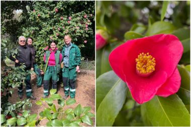 Foto Udruga ljubitelja kamelija / D. Kurti