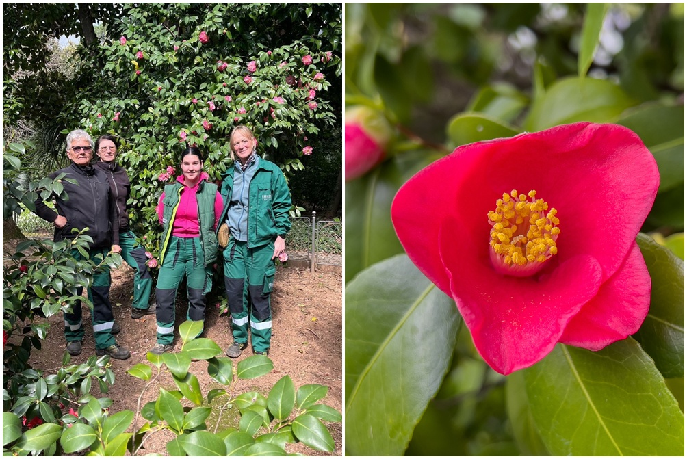 Foto Udruga ljubitelja kamelija / D. Kurti