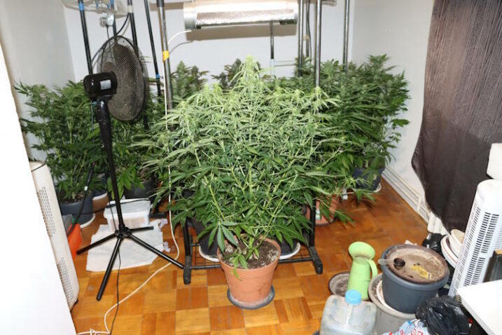 Indoor uzgoj na zagrebačkoj Trešnjevki / Foto: PU zagrebačka