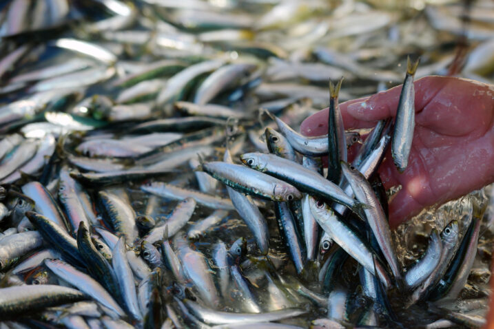 Ilustracija Hrvoje Jelavic/PIXSELL