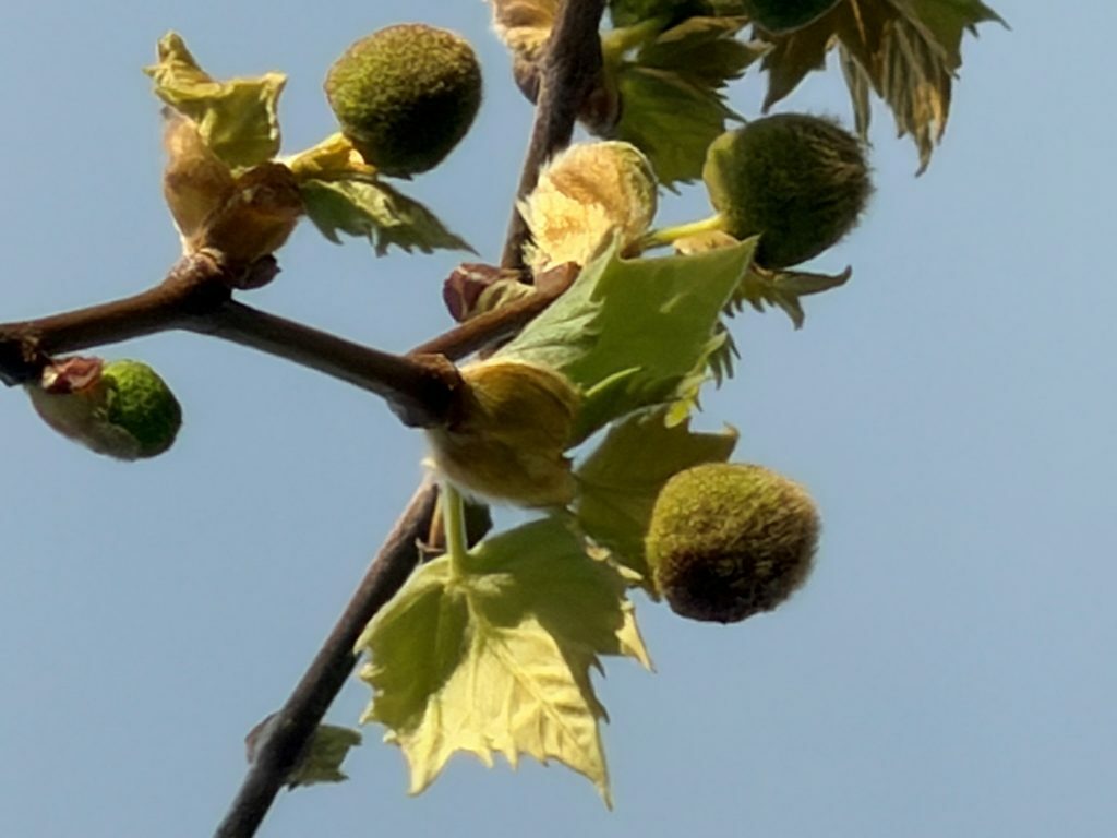 "Novi život se rađa" Stele Iljukić