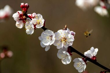 "Marelica" Borisa Pintara