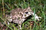 Bufo viridis / Foto D. Jelić