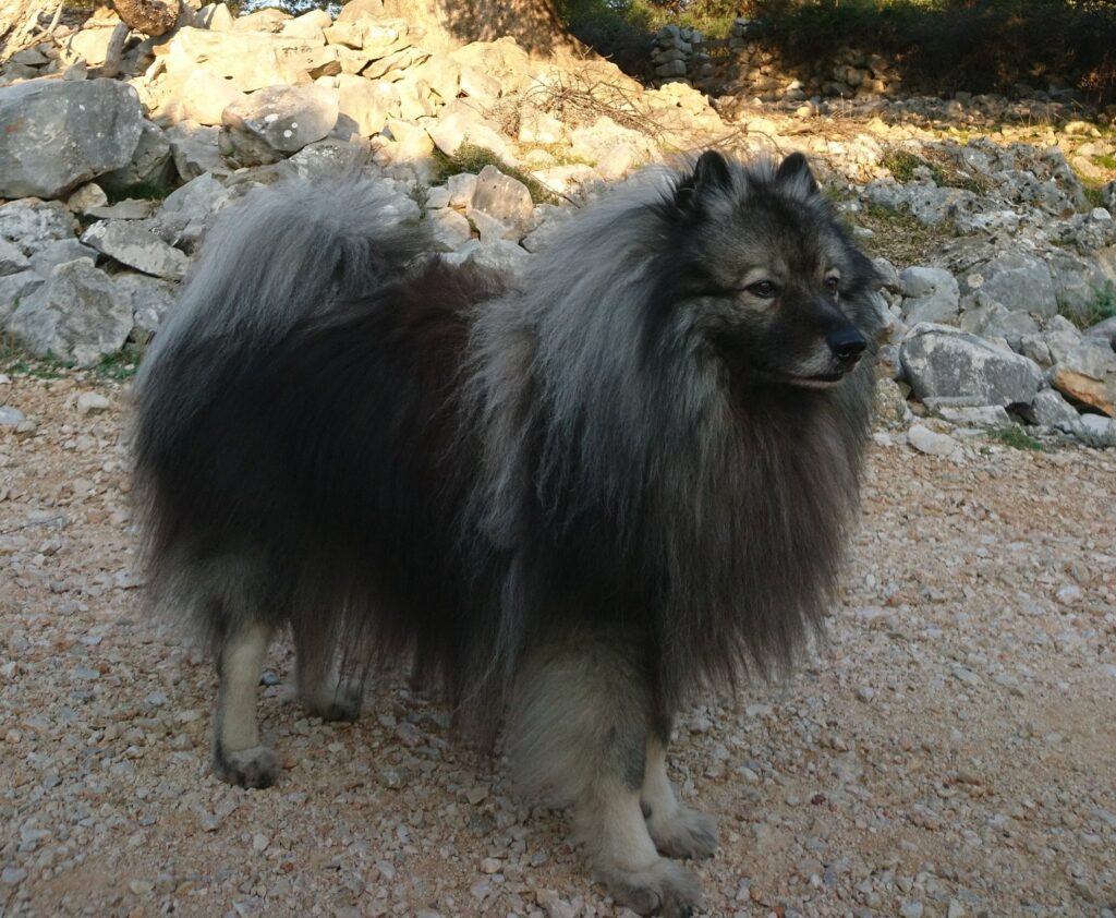 Foto Edelinko