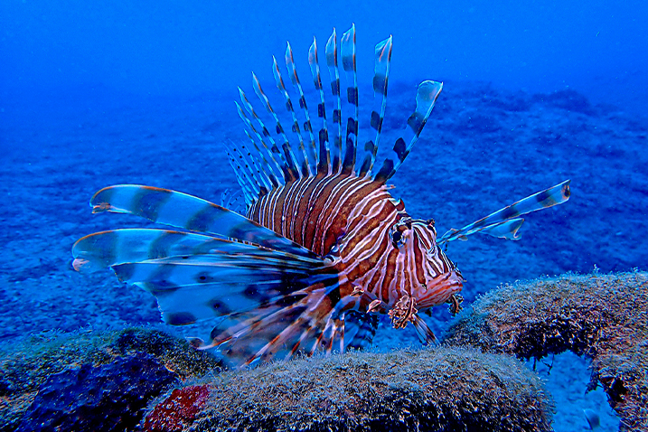 Postanite dio povijesti, prijavite se na natjecanje u izlovu invazivne vatrenjače