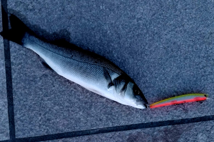 Početnička sreća. S rive povukao ‘panulu’ uz obalu pa ulovio svog prvog brancina