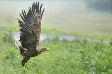 Ilustracija / Photo: Davor Javorovic/PIXSELL