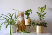 FOTO: iStock