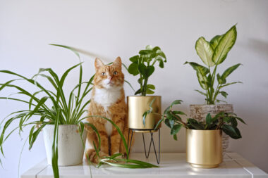 FOTO: iStock