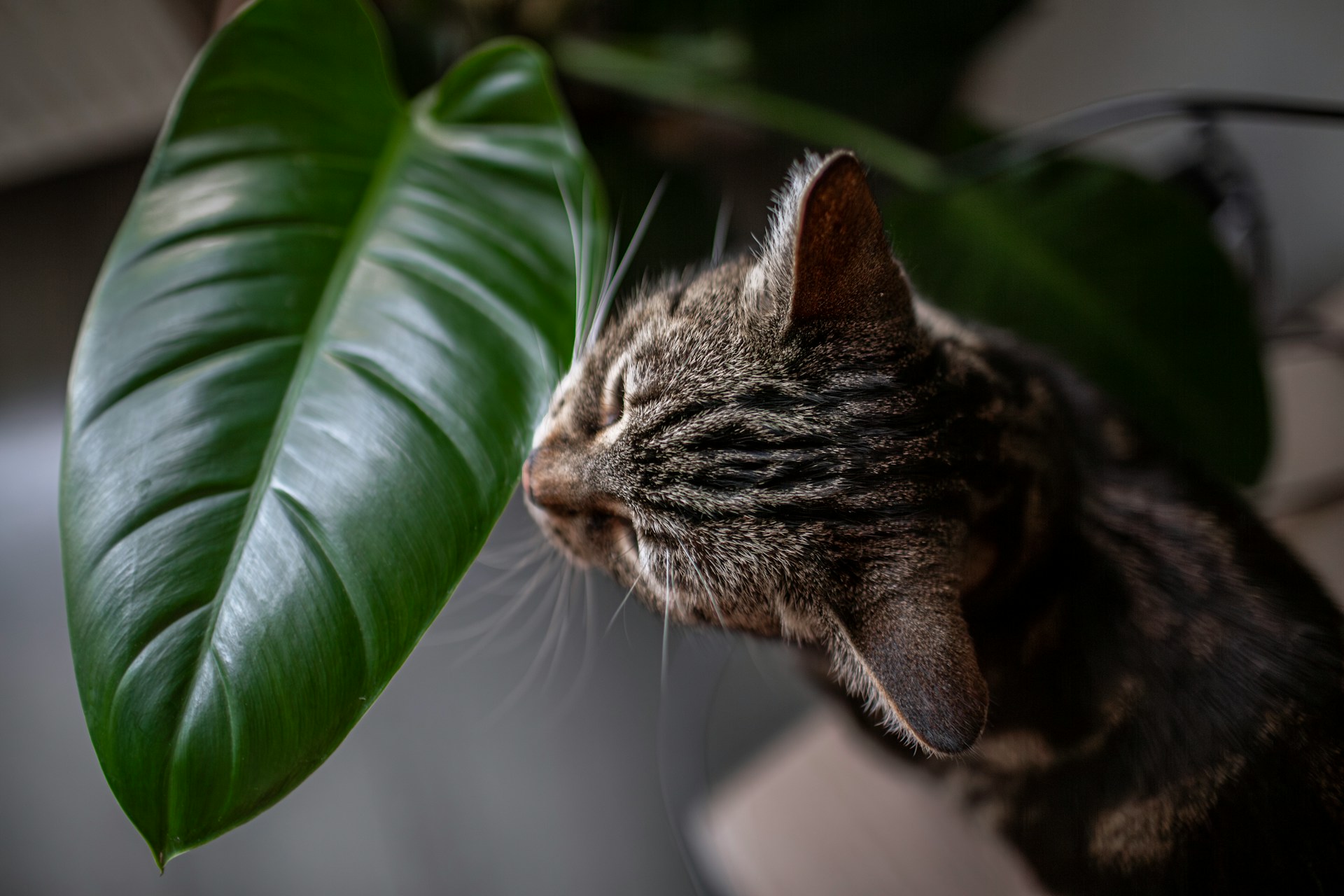 FOTO: Unsplash
