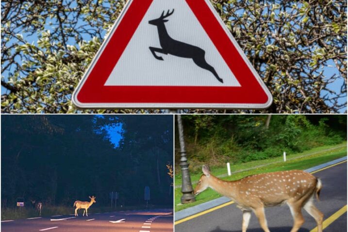 Foto collage: iStock