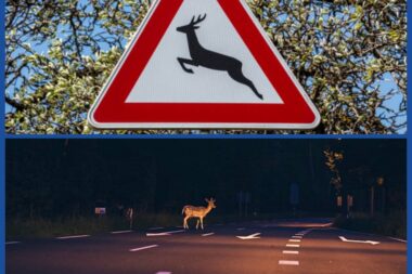 Foto collage: iStock