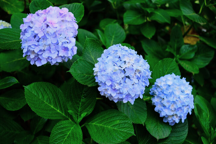 Foto: iStock