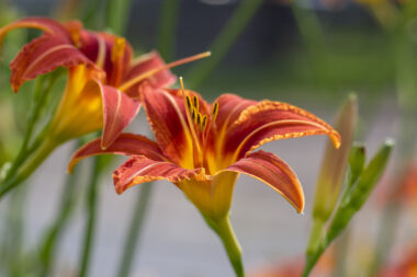 Foto: iStock