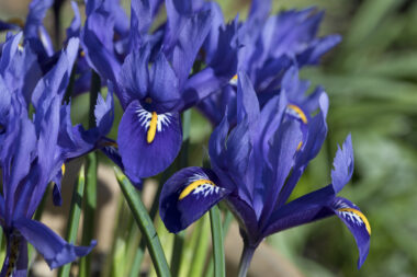 Foto: iStock