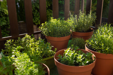 Foto: iStock
