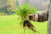 Foto: iStock