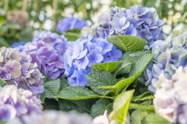 Foto: iStock