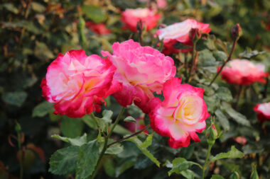 Foto: iStock