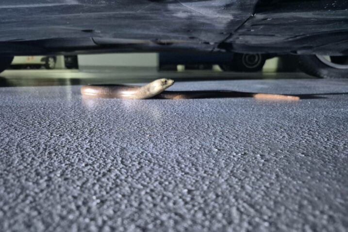 Foto Facebook Sklonište za nezbrinute životinje Grada Zagreba - Dumovec