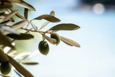 Maslina i maslinovo ulje kozmetički su favoriti, Foto: Pexels
