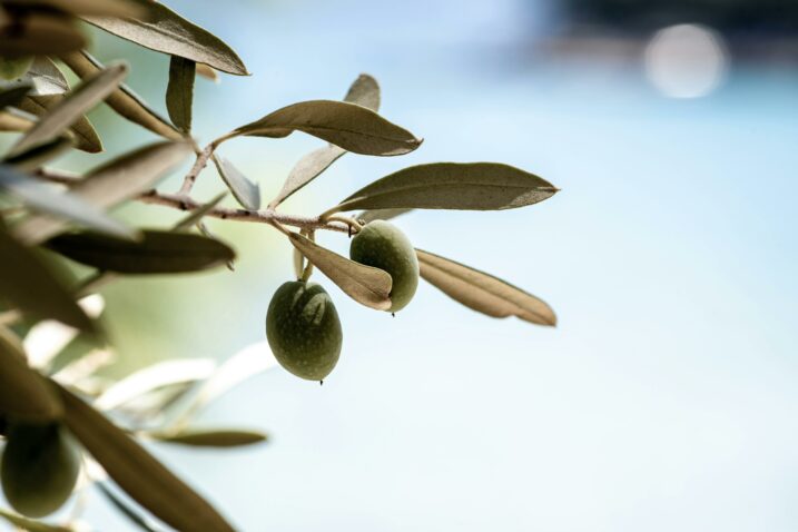 Maslina i maslinovo ulje kozmetički su favoriti, Foto: Pexels