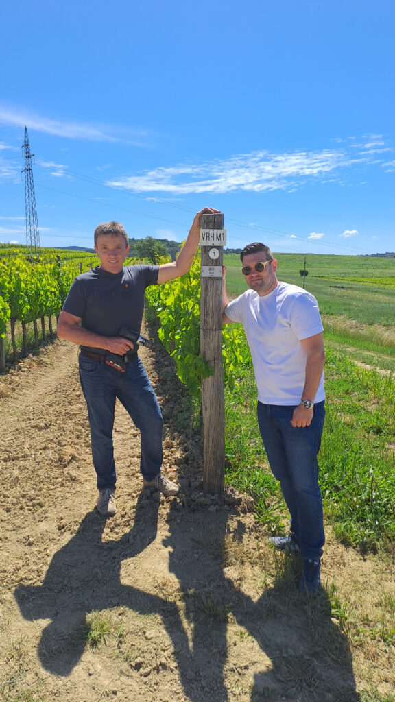 Santa Lucija, Istra, vinograd