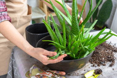 FOTO: iStock