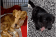"Teddy i Mara oporavljaju se uz ljubav Udruge Vis Vitalis" / Foto Diana PRIMOŽIĆ