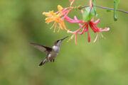 Foto: iStock