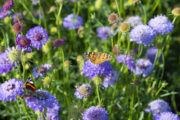 Foto: iStock