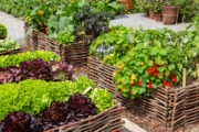 Foto: iStock