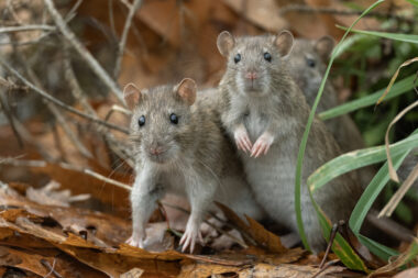 iStock