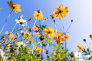FOTO: iStock