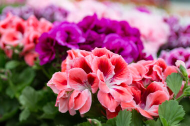 Foto: iStock