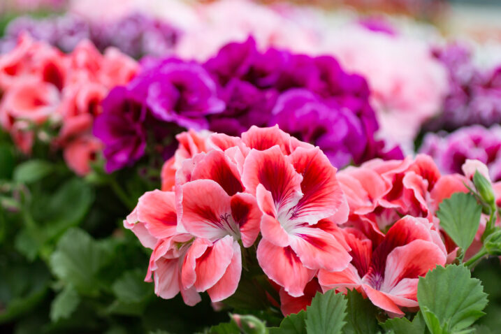 Foto: iStock