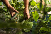 Foto: iStock