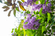 FOTO: iStock