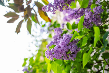 FOTO: iStock