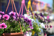 FOTO: iStock