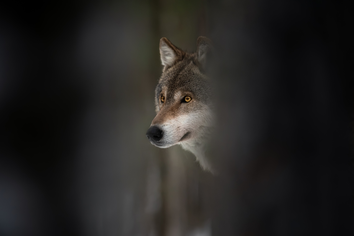 Foto iStock