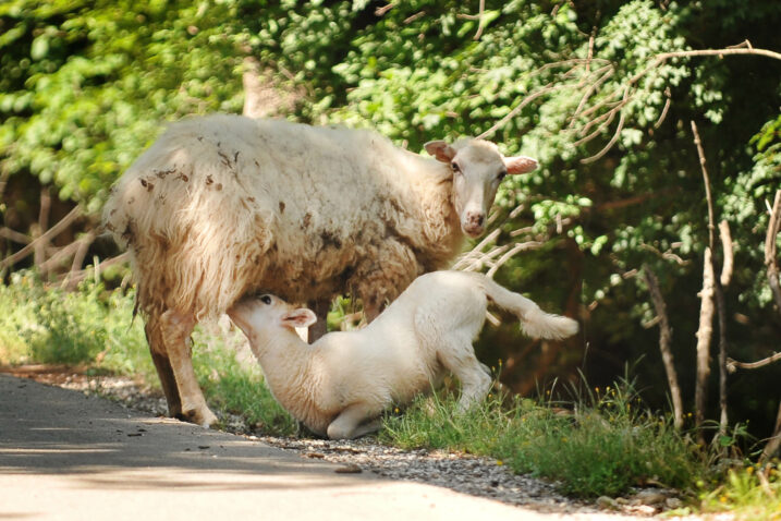 Foto: Arhiva NL
