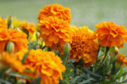 FOTO: iStock