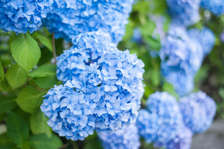 FOTO: iStock