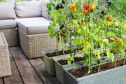 FOTO: iStock