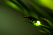 Foto: iStock