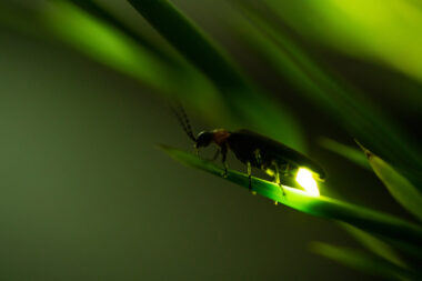 Foto: iStock
