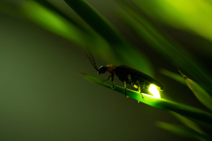 Foto: iStock