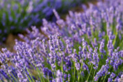 Foto: iStock